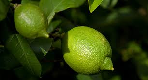 Carefully remove the seeds from the sections with. Lime Growing Guide Tui Prepare Plant Nourish Prune