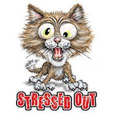 Stressed Out Cat T Shirt Cat Tshirt Cat T Cats And Kittens