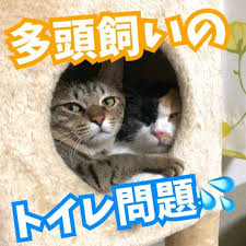 猫2匹以上の多頭飼いにおすすめのトイレ 場所や数 共用するなら大型 猫 猫 グレー ペットケア