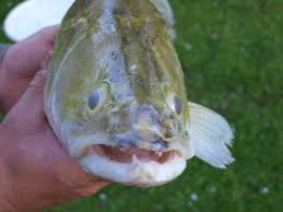 Fogás kifejezés hozzáadása saját szótárhoz. Zander Wikipedia