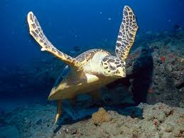 The hawksbill sea turtle is just one of the endangered sea turtle species. Hawksbill Sea Turtle Animal Of The World Wiki Fandom