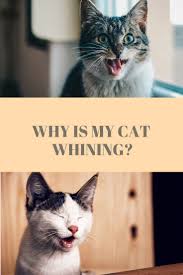 Here is a video of cats and kittens meowing to confuse your petspuppies & babies & kitties oh my! Why Is My Cat Whining Cat Meowing Cat Meowing At Night Cat Meowing Constantly Cat Meowing Video Cat Meowing At Night Funny Cats Cat Training Cat Care