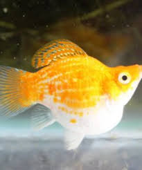 See more of tong's tropical fish pet and supplies on facebook. Tropical Fish Archives Page 3 Of 4 Chau Tong Fish Farm