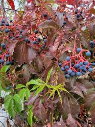 Image result for Parthenocissus quinquefolia