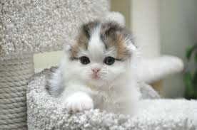 The munchkin is a relatively new breed created by a mutation that causes achondroplasia, or more likely hypochondroplasia as the skull size is unaffected, resulting in cats with abnormally short legs. Baby Kittens For Sale Near Me Online