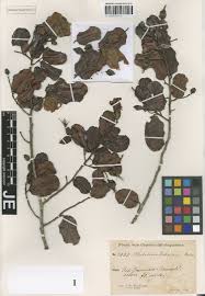 Image result for Chassalia umbraticola