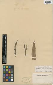 Image result for Stylochaeton borumensis