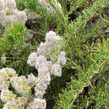 Image result for Eriospermum flexuosum