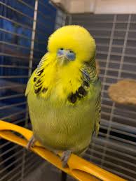What does silap mean in malay? English Budgie Pet Supplies Pet Accessories On Carousell