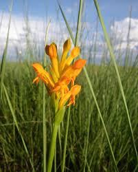 Image result for Platycoryne buchananiana