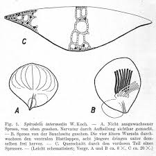 Image result for Wolffiella repanda