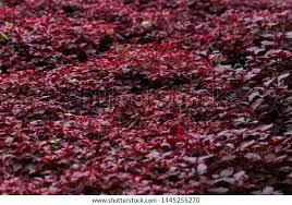 Image result for Cyathula