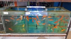 Aneka model aquarium / jasa servis aquarium ikan hias. Toko Aneka Jaya Pets Shop Dan Aquarium Kota Ambon Maluku