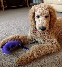 Black And White Standard Poodle Teddy Bear Cut Standard Poodle Teddy Bear Clip Standard Poodle Teddy Bear Poodle Dog Poodle Puppy