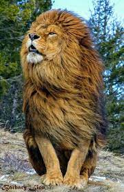 Male Barbary Lion Natureisfuckinglit Animals Beautiful Animals Lion Wallpaper