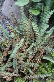 Image result for Blotiella sinuata