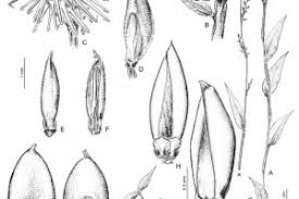 Image result for Pseudechinolaena polystachya
