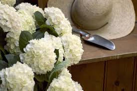 We did not find results for: Hydrangea Macrophylla Endless Summer Blushing Bride Life Is A Garden