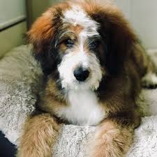 It's also free to list your available puppies and litters on our site. Bernedoodle Breed Information Characteristics Heath Problems Dogzone Com