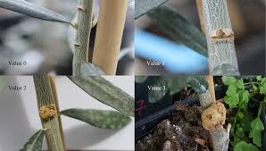 Image result for pseudomonas savastanoi pv nerii oleander symptoms