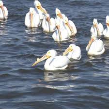 New orleans pelicans general manager trajan langdon discusses the team's selections in the 2021 nba draft on july 29, 2021. American White Pelicans Return To Northeast Wisconsin Wluk