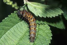 Image result for Barleria boehmii