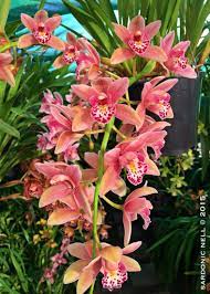 Cymbidium Agnes Degarmo Kishino Hcc Aos B Csa Cymbidium Orchids Beautiful Orchids Beautiful Flowers