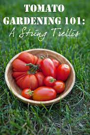 Makan 3 kali sehari dalam 7 17. Panduan Tips Petua Blogs 10 Khasiat Dan Kebaikan Tomato