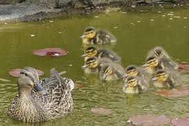 Here is what we did; How To Attract Backyard Ducks