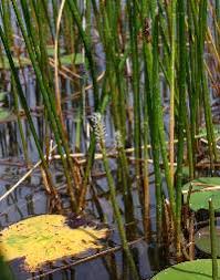 Image result for Eleocharis confervoides