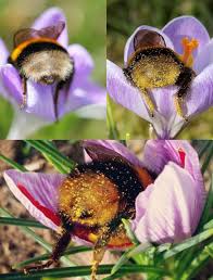 Tired Bumblebees Fallen Asleep Inside Some Flowers With Pollen On Their Butts Music Indieartist Chicago Bumble Bee Cute Animals Bee