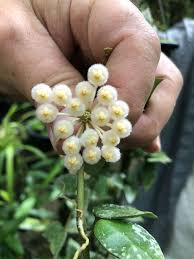 Image result for Polystachya aconitiflora