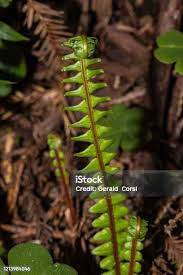 Image result for Blechnaceae