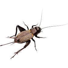 The crickets & their buddies should certainly bring the crickets and their music to everybody's attention once again! Identify And Control Crickets