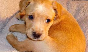 Maybe you would like to learn more about one of these? Looking To Adopt A Pet Here Are 6 Precious Puppies To Adopt Now In