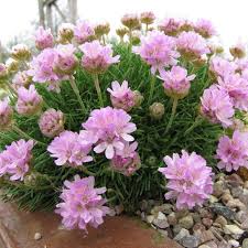 Image result for Emilia caespitosa