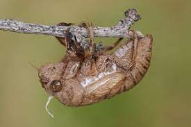 Cicadas are members of the superfamily cicadoidea and are physically distinguished by their stout even periodical cicadas occur most years in different geographic regions as they are split among 15. Ø²ÙŠØ² Ø§Ù„Ù…Ø¹Ø±ÙØ©