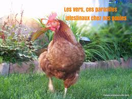 Le Controle Et Soin Des Vers Intestinaux Chez Nos Poules Poules En Ville