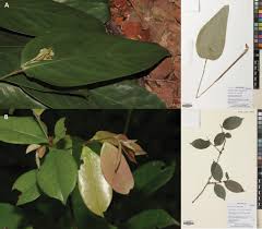 Image result for Tessmannia anomala