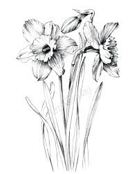 Large Black And White Botanical Prints Garden Planning Daffodil Sketch Daffodil Sketch Daffodil Drawing Daffodil Day March Birth Flower Tattoo Daffodil In 2020 Flower Drawing Daffodil Tattoo Drawings