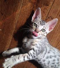 Savannah Cats Bengal Cats For Sale Bengal Cat Bengal Cat For Sale Bengal Cat Breeders