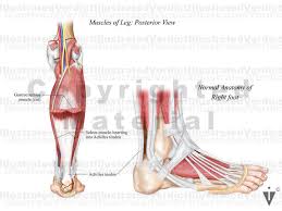 The lateral ventricle has a body or central part and three extensions, namely the anterior, posterior and inferior horns. Stock Ankle Normal Anatomy Illustrated Verdict