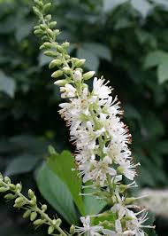 Hardy evergreen flowering shrubs.my top choices of beautiful shrubs to provide interest, form and fragrance all year round in your garden. 34 Shrubs N Z Ideas Shrubs Plants Flowering Shrubs