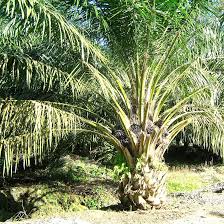 Image result for Elaeis guineensis