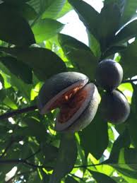 Image result for Voacanga africana