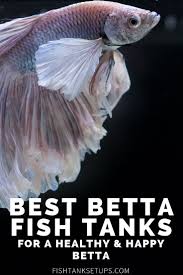 What Are The Best Betta Fish Tank For A Happy And Healthy Betta Betta Fish Tank Betta Fish Fresh Water Fish Tank