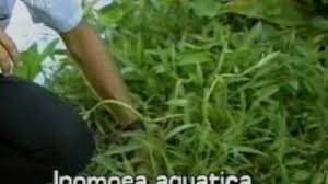 Image result for Ipomoea aquatica