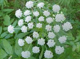 Image result for Apiaceae