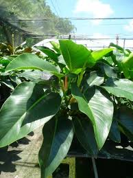 Philodendron Congo Green Philodendron Plant Plants Plant Care Houseplant