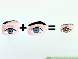 how to predict your babys eye color 12 steps with pictures